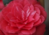 camellia principessa baciocchi-border4